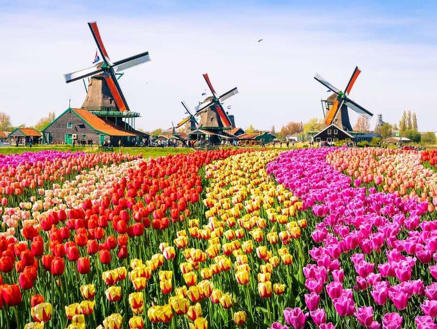 Tulips fields and windmills in the Netherlands